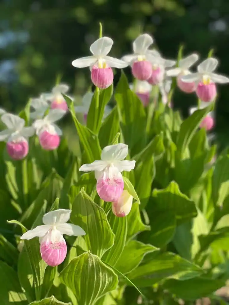 Close-up of vibrant pink Lady's Slipper orchids (Cypripedium reginae) basking in summer sunlight outdoors.